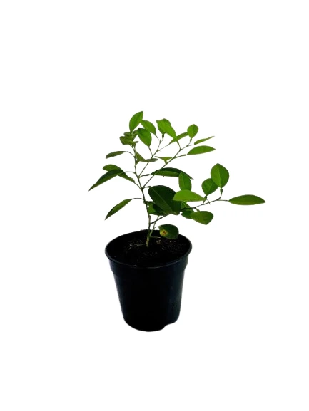 Lime Plant - image 4