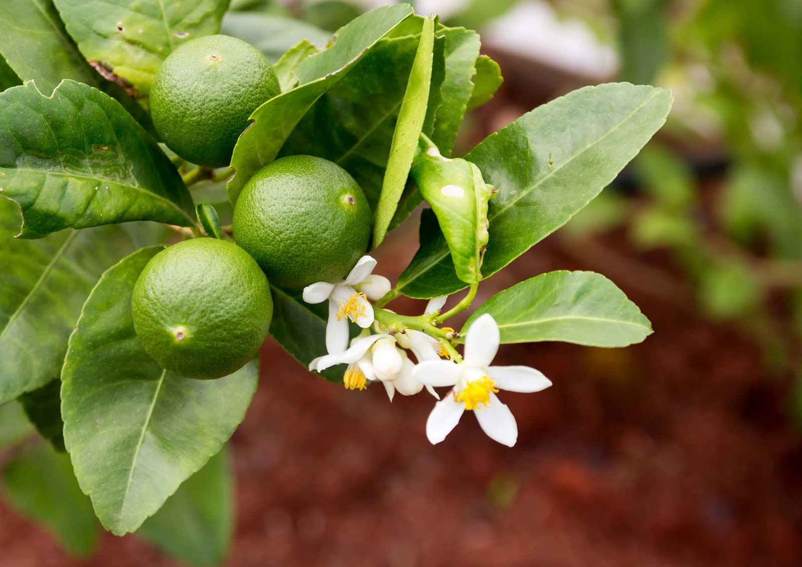 Lime Plant - image 5