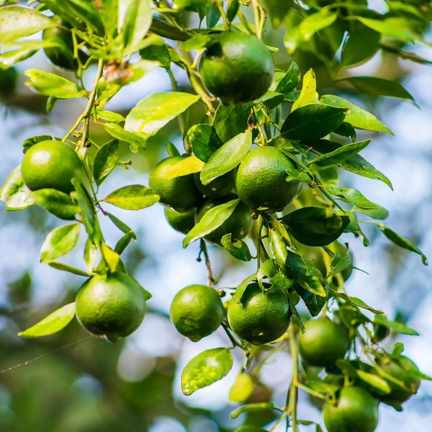 Lime Plant - image 6
