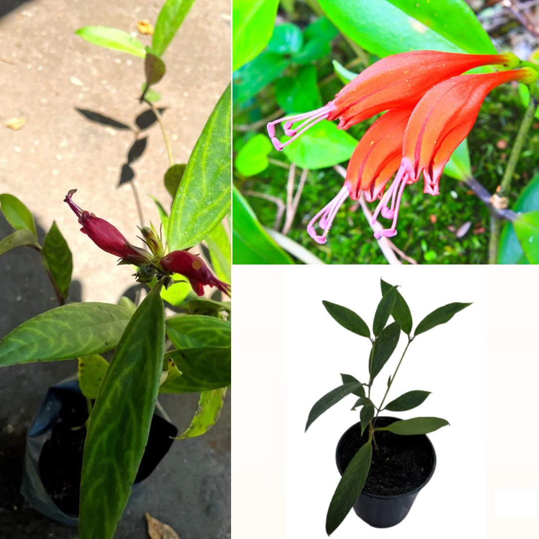Lipstick plant verity 01
