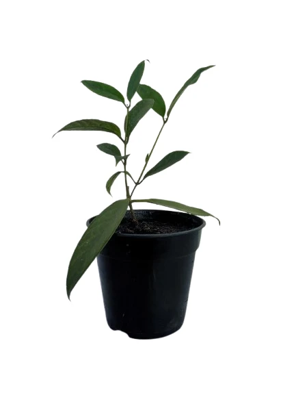 Lipstick plant verity 01 - image 2