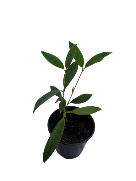 Lipstick plant verity 01 - image 3