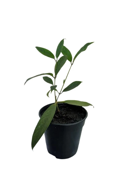 Lipstick plant verity 01 - image 4