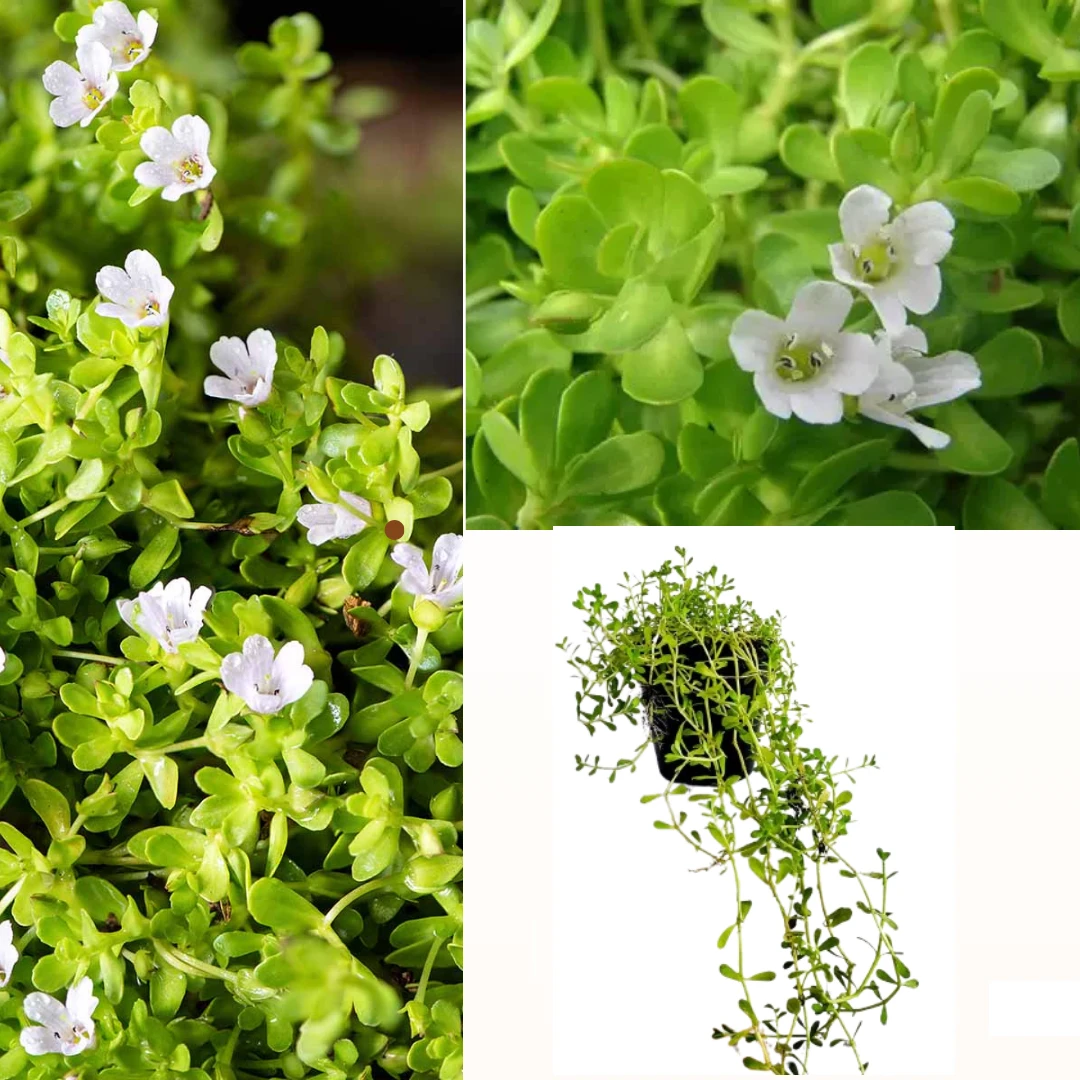 Lunuwila (ලුණුවිල) plant
