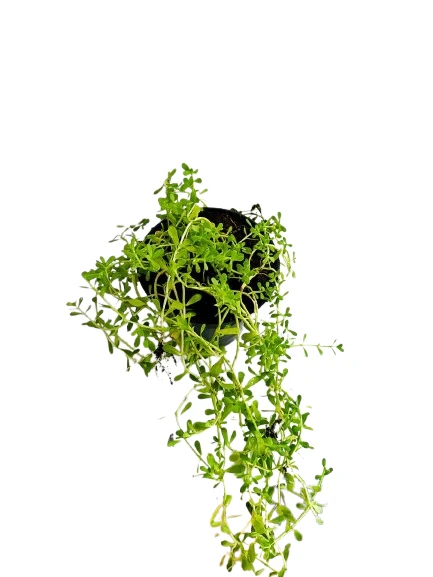 Lunuwila (ලුණුවිල) plant - image 2