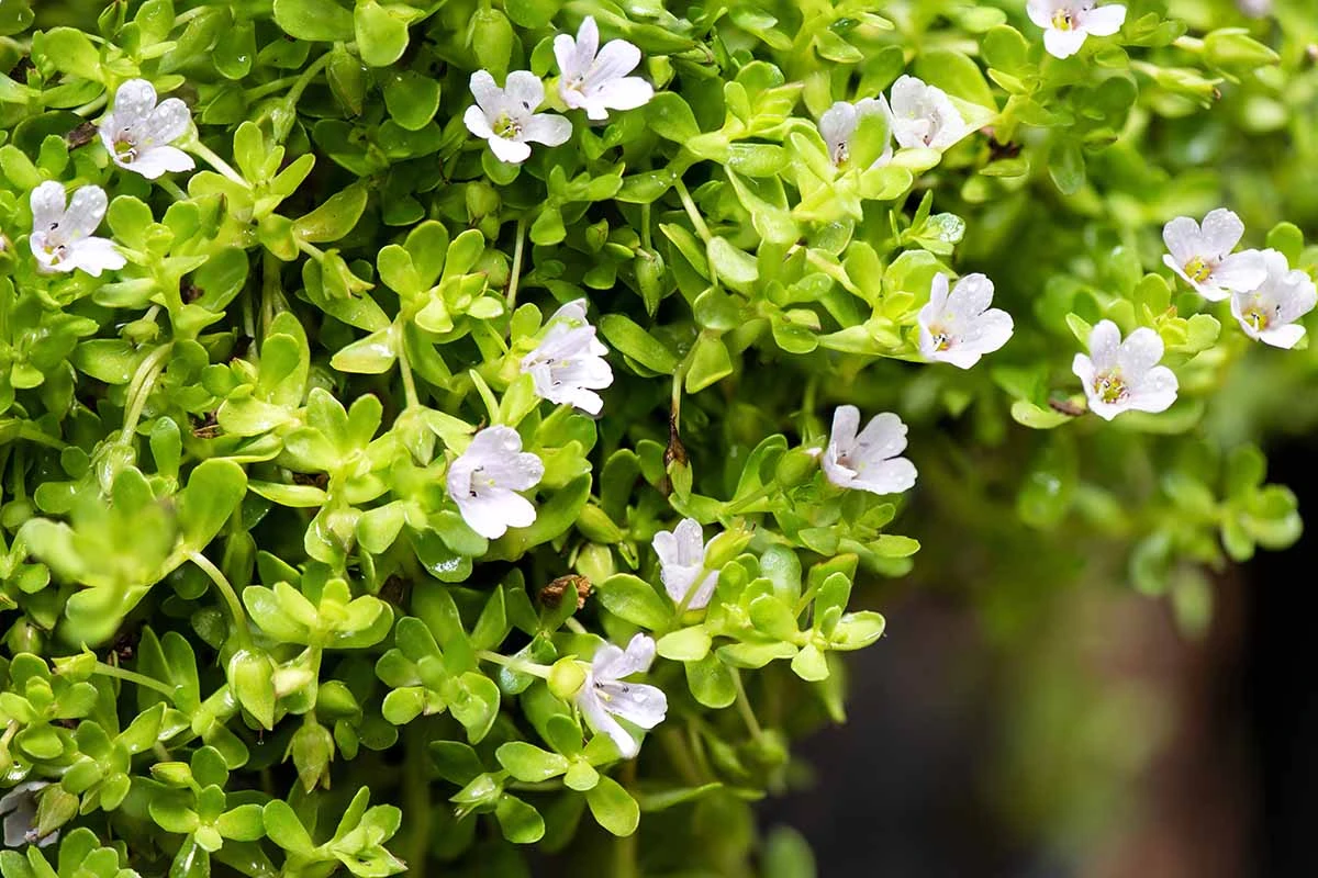 Lunuwila (ලුණුවිල) plant - image 3