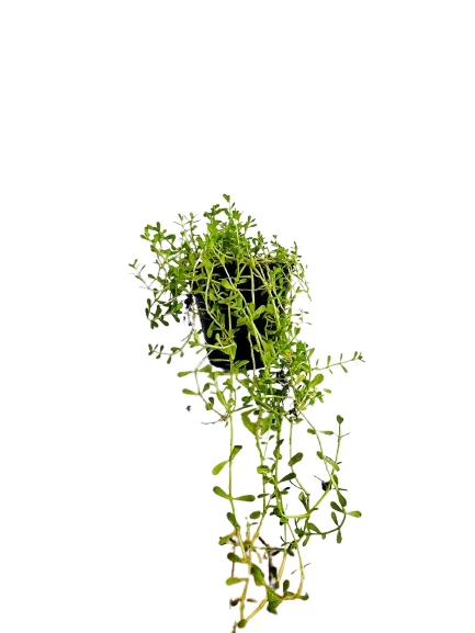 Lunuwila (ලුණුවිල) plant - image 4
