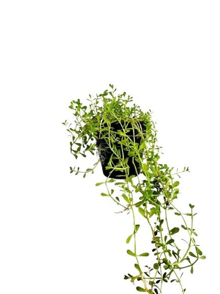 Lunuwila (ලුණුවිල) plant - image 5