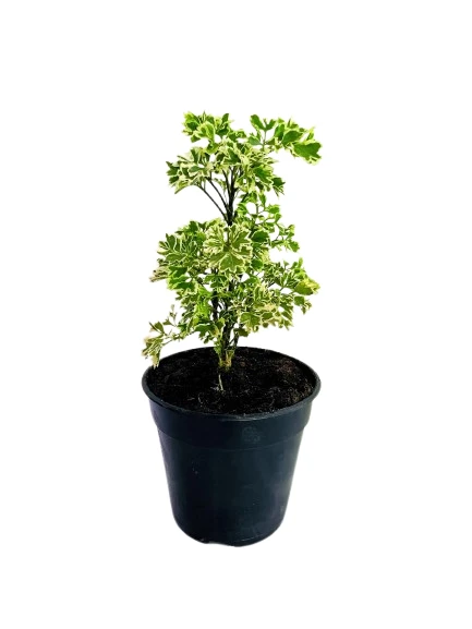 Ming Aralia Variegated plant - image 2