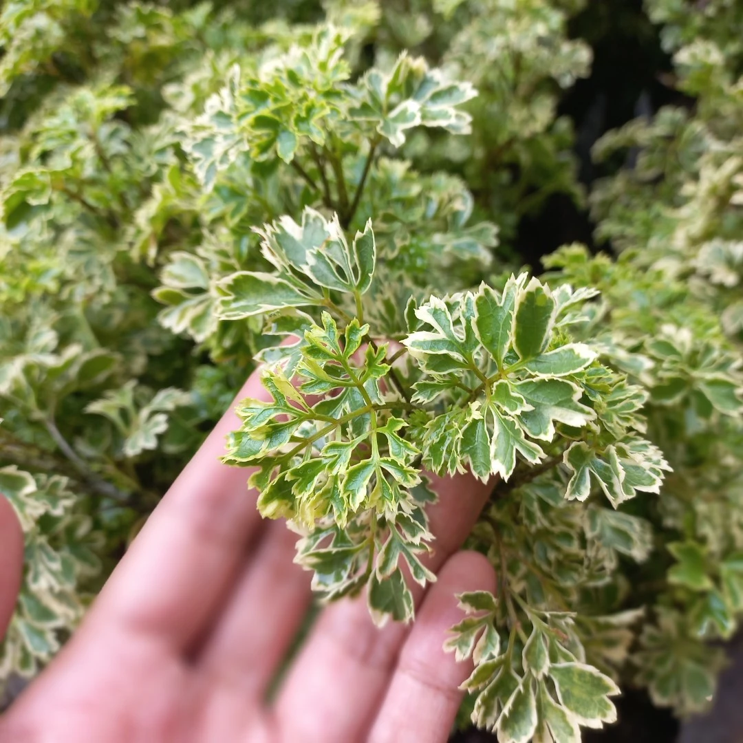 Ming Aralia Variegated plant - image 4