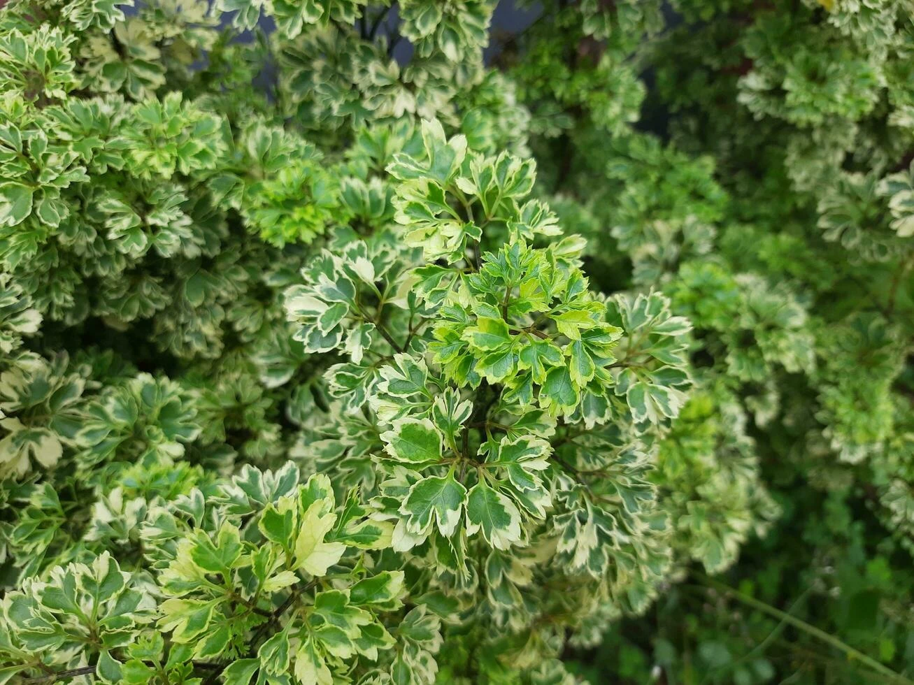 Ming Aralia Variegated plant - image 5