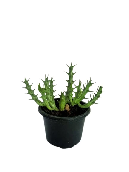Orbea Cactus Plant - image 2
