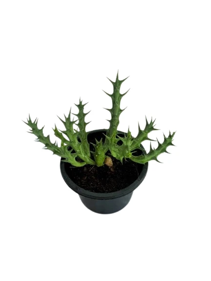 Orbea Cactus Plant - image 3