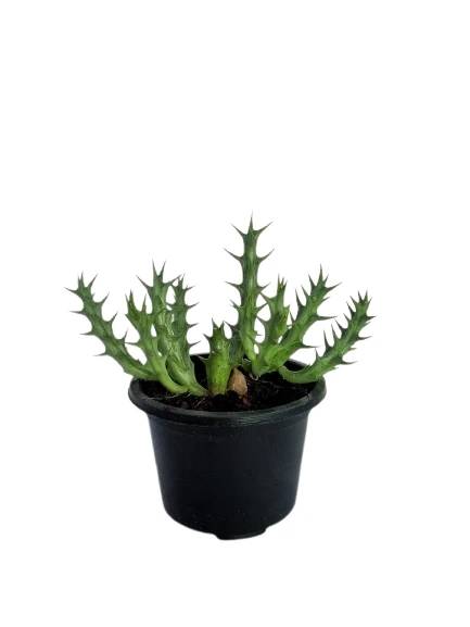 Orbea Cactus Plant - image 4