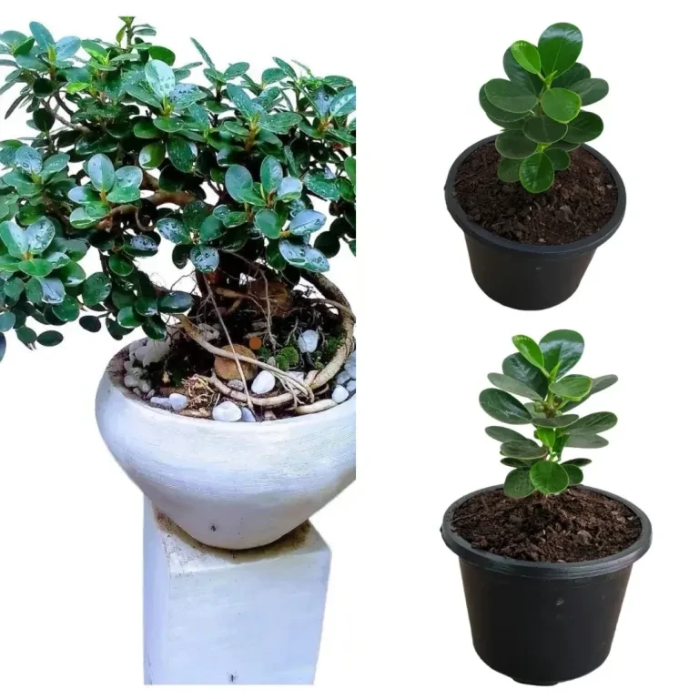 Pethi nuga plant - image 1