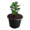 Pethi nuga plant - image 2