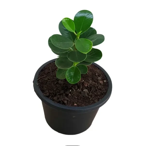 Pethi nuga plant - image 3