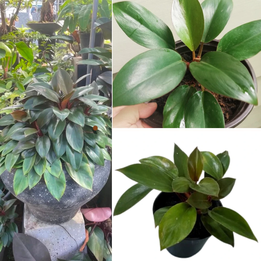 Philodendron Dwarf Congo