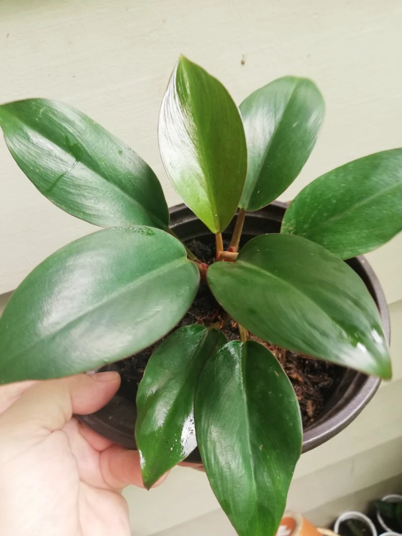 Philodendron Dwarf Congo - image 3