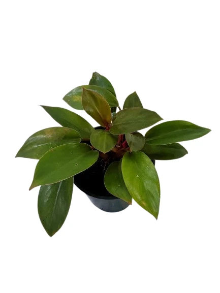 Philodendron Dwarf Congo - image 4