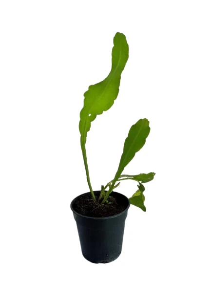 Queen of the night plant - image 2