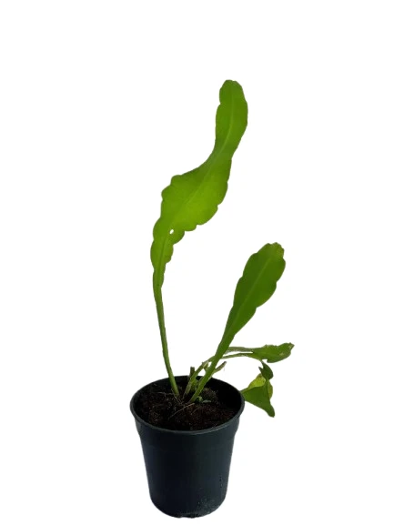 Queen of the night plant - image 3