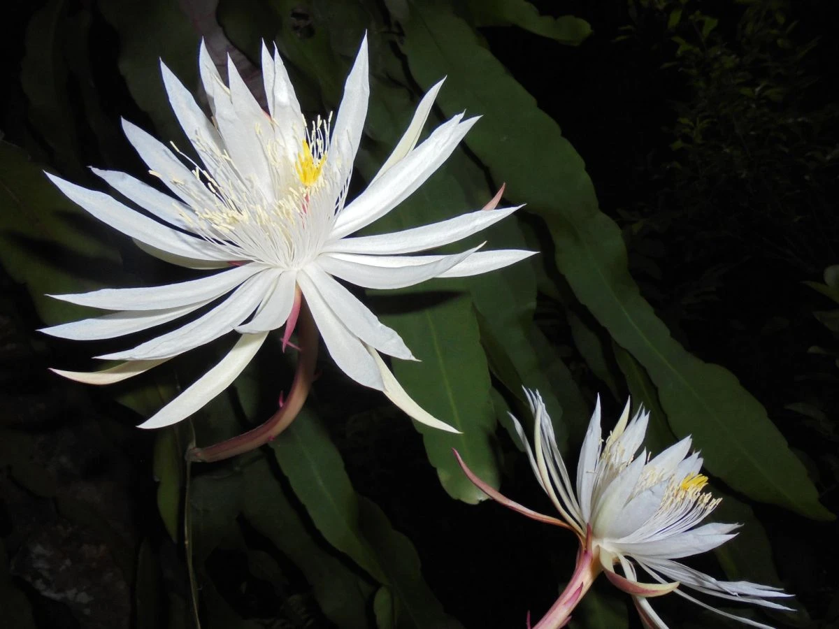 Queen of the night plant - image 4