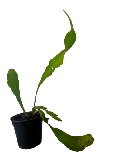 Queen of the night plant - image 5
