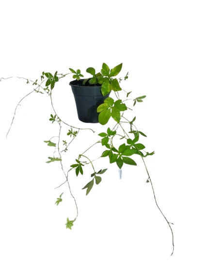 Railroad Creeper Plant - image 2