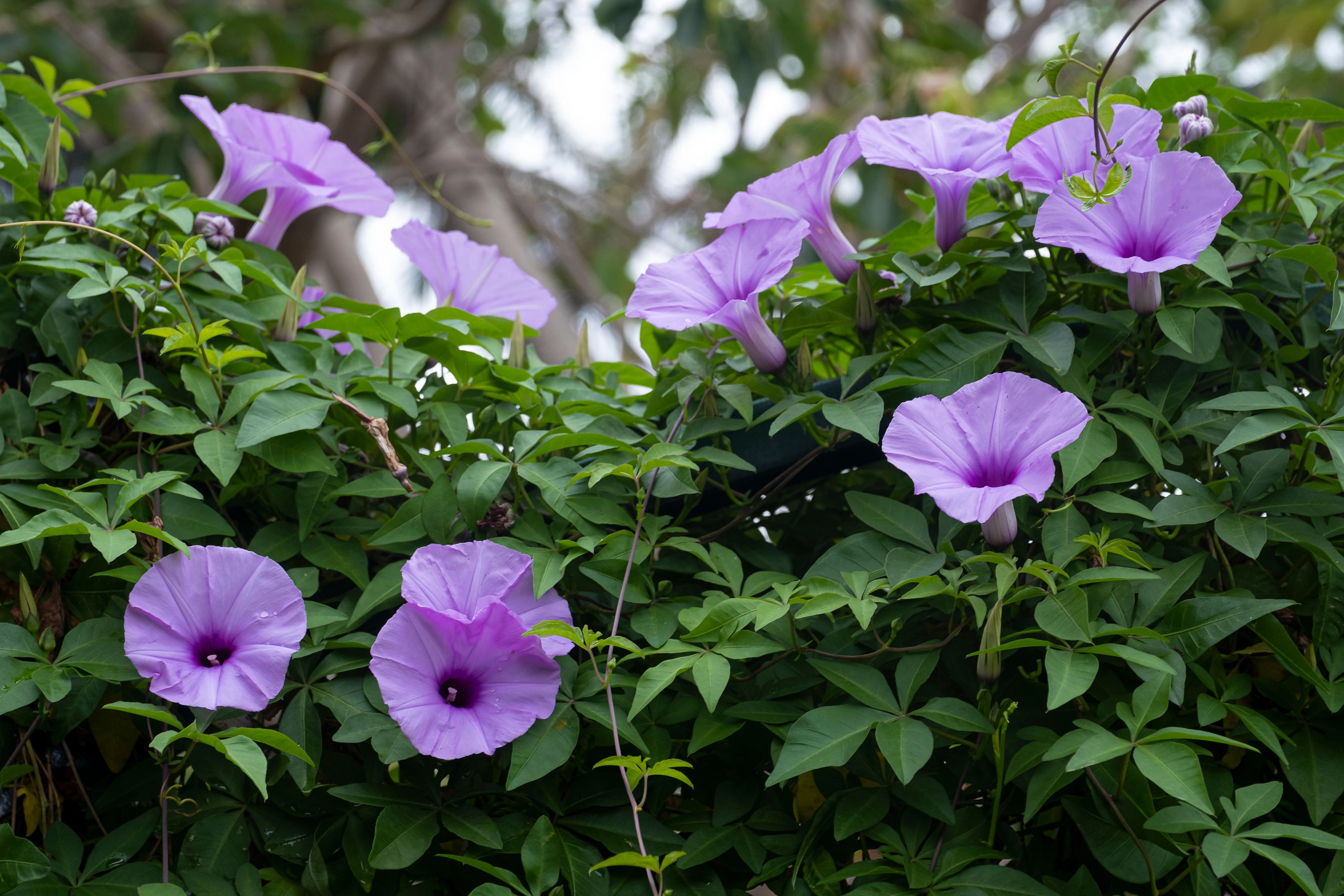 Railroad Creeper Plant - image 3