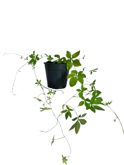 Railroad Creeper Plant - image 5