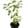 Rama Thulsi plant ( Green) - image 2