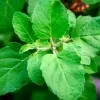 Rama Thulsi plant ( Green) - image 3