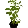 Rama Thulsi plant ( Green) - image 4