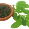 Rama Thulsi plant ( Green) - image 5