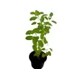 Rama Thulsi plant ( Green) - image 6