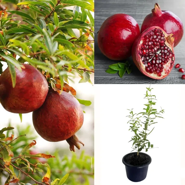Red Angel Pomegranate