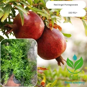 Red Angel Pomegranate - image 6