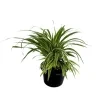 Ribbon plant - image 2