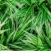 Ribbon plant - image 3