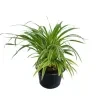 Ribbon plant - image 4