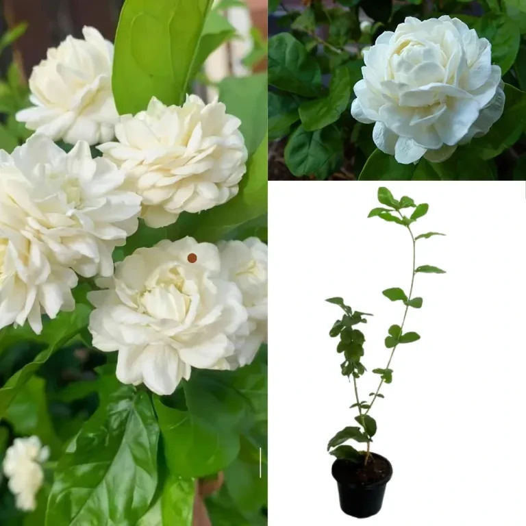 Rose Jasmine Plant