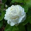 Rose Jasmine Plant - image 2