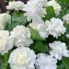 Rose Jasmine Plant - image 3