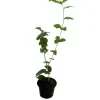 Rose Jasmine Plant - image 4