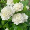 Rose Jasmine Plant - image 5