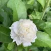 Rose Jasmine Plant - image 6