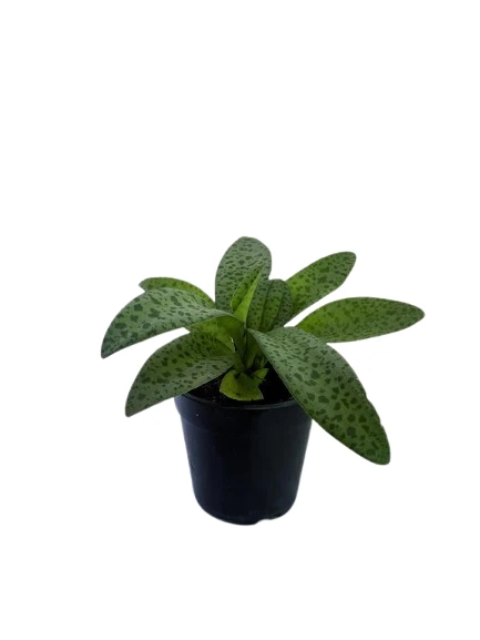 Silver Squill Plant - image 2