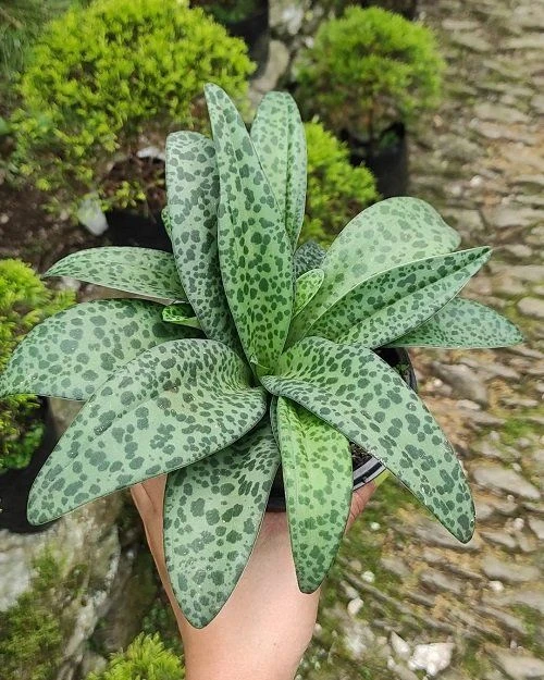 Silver Squill Plant - image 3