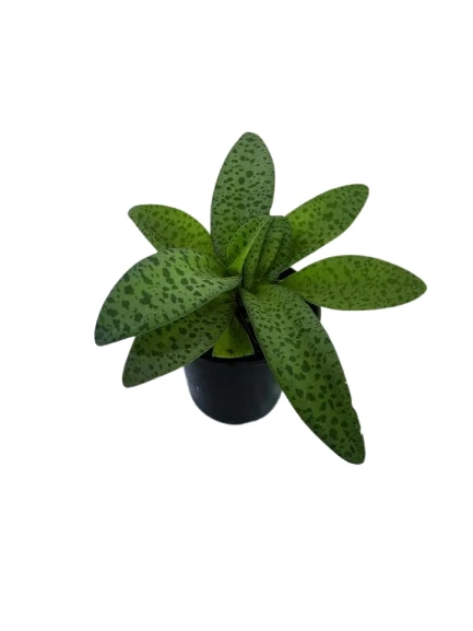 Silver Squill Plant - image 4